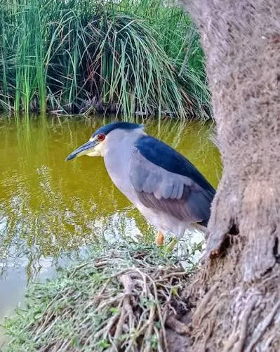 Desert Fauna, Migratory Birds, and Stargazing - 1